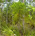 Conifère Podocarpaceae Dacrydium beccarii