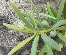 Podocarpus (genre).