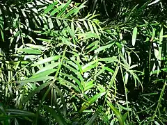 Description de l'image Podocarpus gracilior1.jpg.