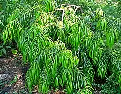 Podocarpus matudae (Podocarpaceae)