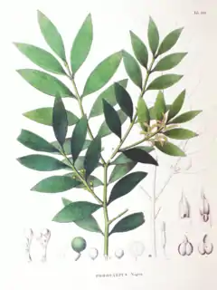 Description de l'image Podocarpus nageia SZ137.png.