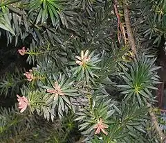 Description de l'image Podocarpus nubigena-flores.JPG.