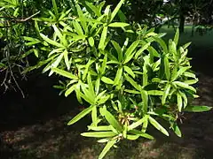 Description de l'image Podocarpus polystachys.JPG.