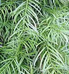 Description de l'image Podocarpus saligna-follaje-1.JPG.