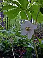 Fleur du podophylle pelté.