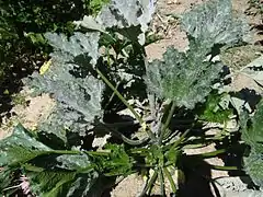 Podosphaera fusca sur un pied de courgette.