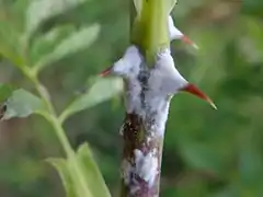 Podosphaera pannosa sur un Rosier.