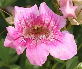 Gros plan de la fleur.