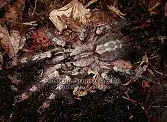 Description de l'image Poecilotheria vittata.jpg.