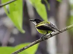 Description de l'image Poecilotriccus calopterus - Golden-winged Tody-Flycatcher.jpg.