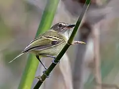 Description de l'image Poecilotriccus fumifrons - Smoky-fronted Tody-Flycatcher; Caxias, Maranhão, Brazil.jpg.