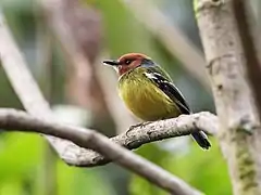 Description de l'image Poecilotriccus luluae - Johnson's Tody-Tyrant.jpg.