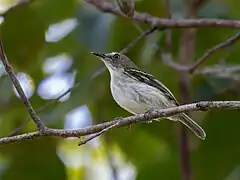 Description de l'image Poecilotriccus senex Buff-cheeked Tody-Flycatcher; Machadinho d'Oeste, Rondônia, Brazil (cropped).jpg.