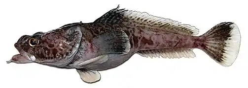 Pogonophryne barsukovi (Notothenioidei)