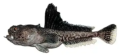 Pogonophryne barsukovi (Artedidraconidae).