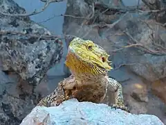 Individu mutant présentant une coloration jaune ('yellow')