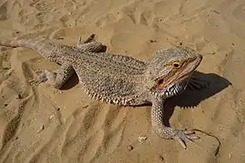 Pogona vitticeps