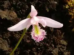 Description de l'image Pogonia_ophioglossoides_Orchi_29.jpg.