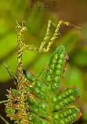 Mante Pogonogaster tristani (es).