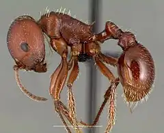 Description de l'image Pogonomyrmex barbatus casent0006306 profile 1.jpg.