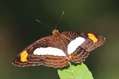 Description de l'image Pointer sister (Adelpha iphiclus).JPG.