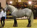 Étalon Poitevin mulassier gris au modèle, lors du concours Modèles et Allures de la race au Salon international de l'agriculture 2012.