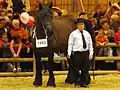 Photo d'une jument poitevin mulassier lors du Salon de l'agriculture.