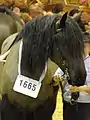 Tête d'un étalon Poitevin mulassier lors du concours Modèles et Allures de la race au Salon international de l'agriculture 2012.