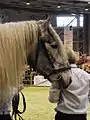 Tête d'un étalon Poitevin mulassier gris lors du concours Modèles et Allures de la race au Salon international de l'agriculture 2012.