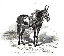 Gravure d'une mule poitevine en 1861.