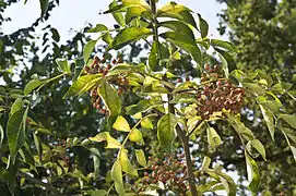 Fruits et feuilles.