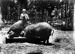 Élevage en Floride en 1917.