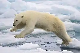 un ours blanc dans l'eau froid