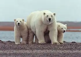 Image illustrative de l’article Journée internationale de l'ours polaire