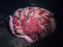 Description de l'image Polar six-rayed sea star, or polar starfish, Leptasterias polaris, in Newfoundland, Canada - brooding eggs. (21358778811).jpg.