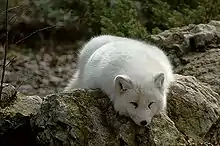 Un renard polaire allongé sur une roche.
