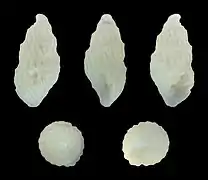 Polemicella polemica