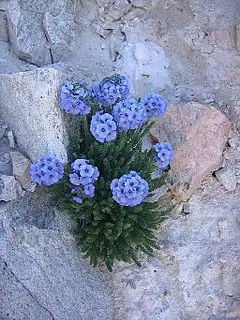 Description de l'image Polemonium viscosum.jpg.