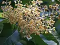 Poliothyrsis sinensis : inflorescence