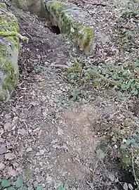 Les terriers creusés sous la dalle