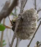 Nid pédonculé formé de fibres végétales