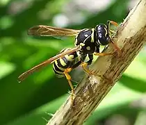 Polistes dominula prélevant des fibres