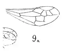 Polistes industrius, femelle holotype, détail de l'aile.