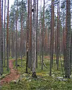 Le Parc national de Pyhä-Häkki.