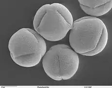 Pollen de ricin vu au  microscope électronique