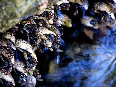 Colonie de P. polymerus à Friday Harbor sur la côte nord-ouest des États-Unis