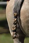 La queue d'un cheval tressée pour jouer au polo.