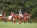 Arbitre de polo.