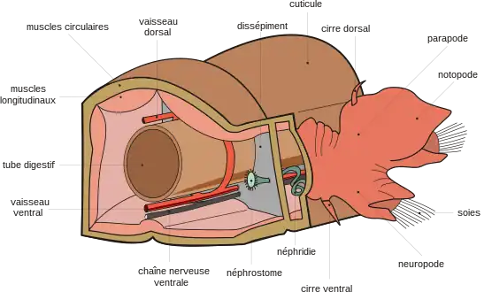 Seules quelques structures conservent chez les Annélides une disposition répétitive, témoignant de la métamérie initiale, notamment l'appareil excréteur, formé de néphridies associées à l'appareil circulatoire clos (vaisseaux sanguins longitudinaux dorsal et ventral), et le système nerveux (chaîne ganglionnaire ventrale).