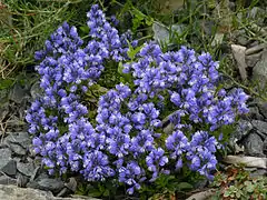 Vue d'une plante à nombreuses petites fleurs bleues